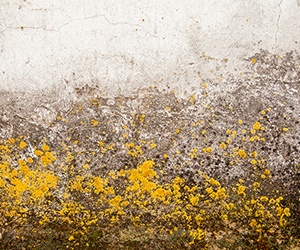 Yellow mold on a white wall.