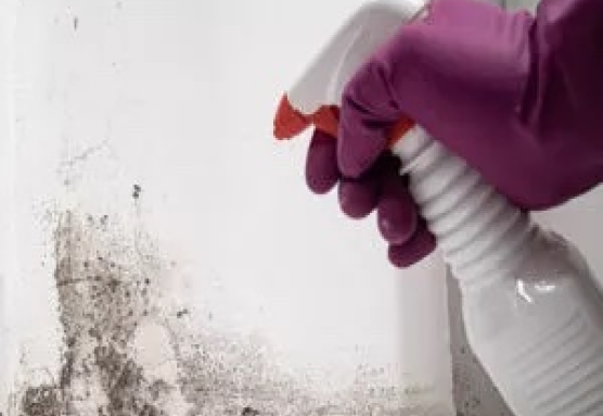 Closeup of a purple-gloved hand using a spray cleaning product on wall mold.