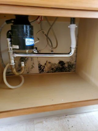 Picture of mold under a sink cabinet.